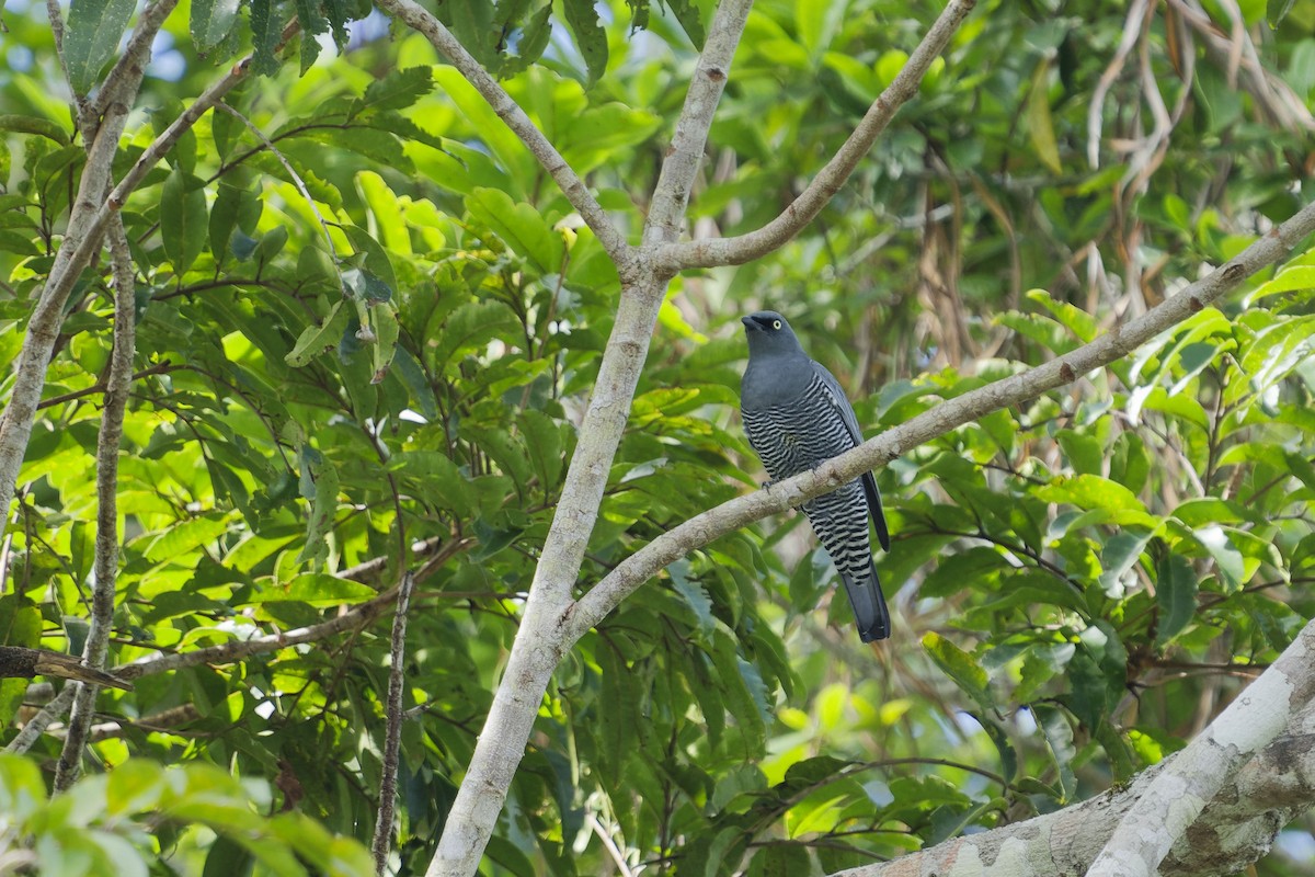 Barred Cuckooshrike - ML637585937