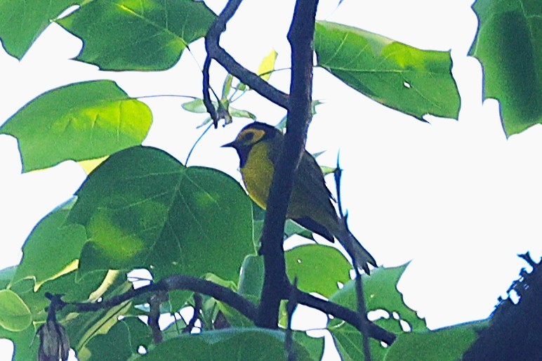Hooded Warbler - ML637585966