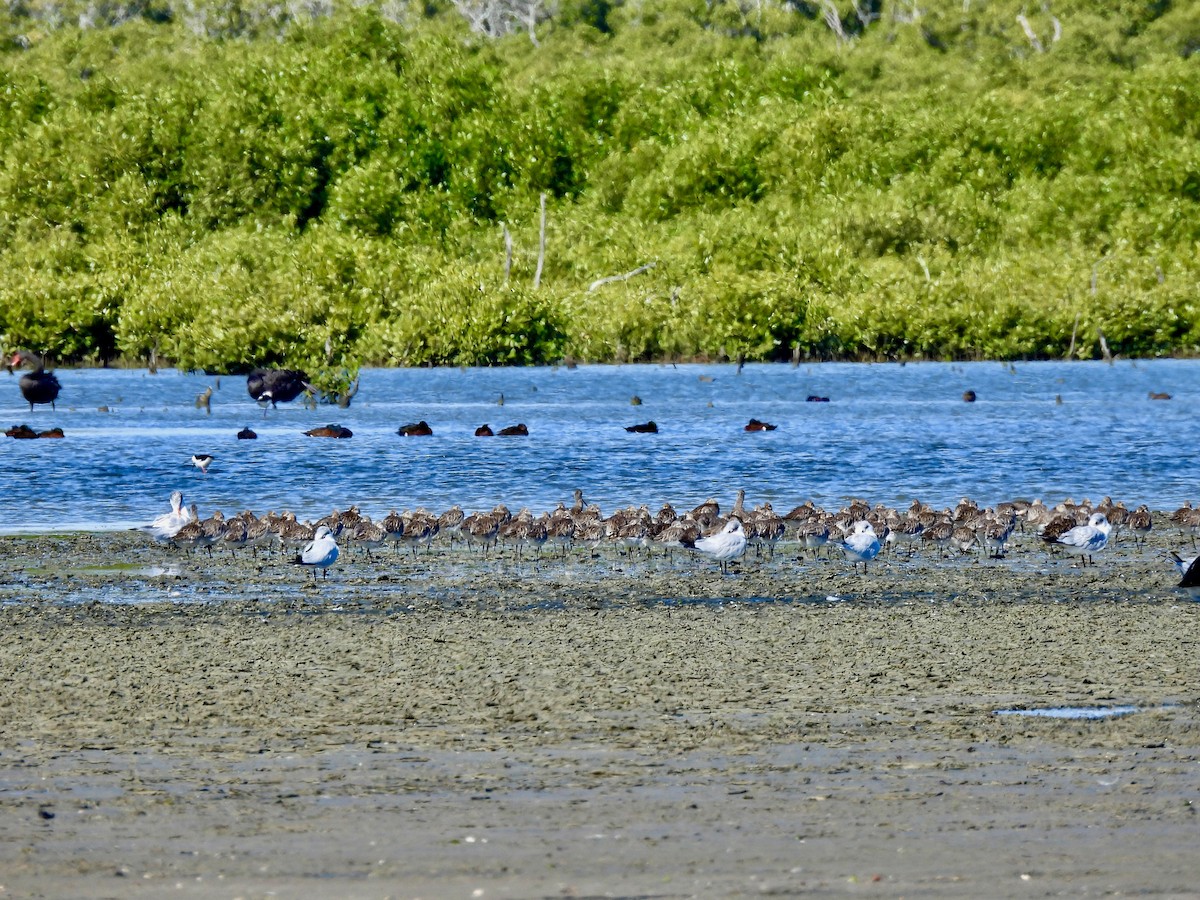 Bar-tailed Godwit - ML637585968