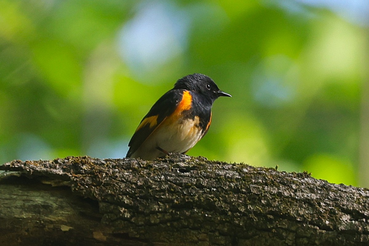 American Redstart - ML637585971