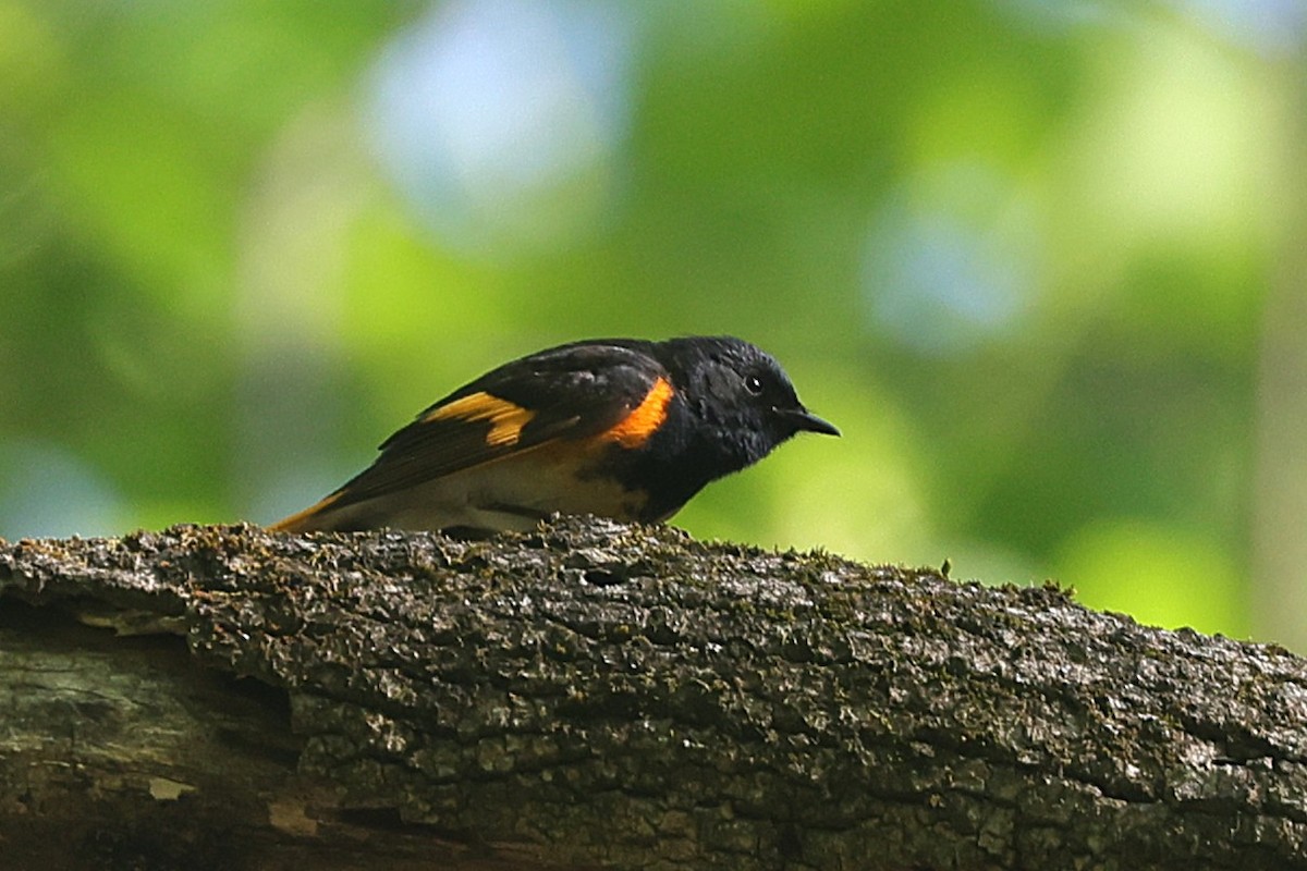 American Redstart - ML637585973