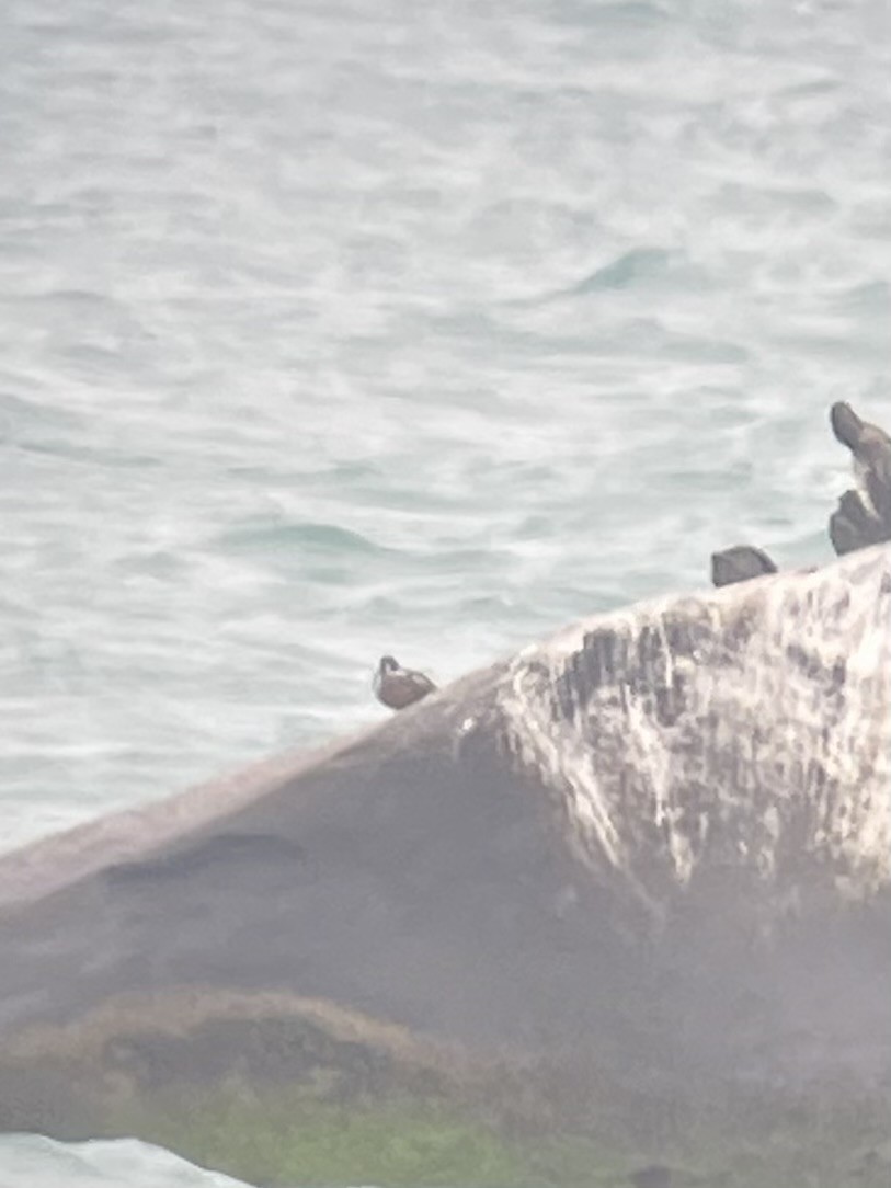 Harlequin Duck - ML637585978
