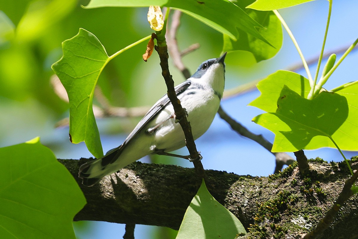 Cerulean Warbler - ML637585991