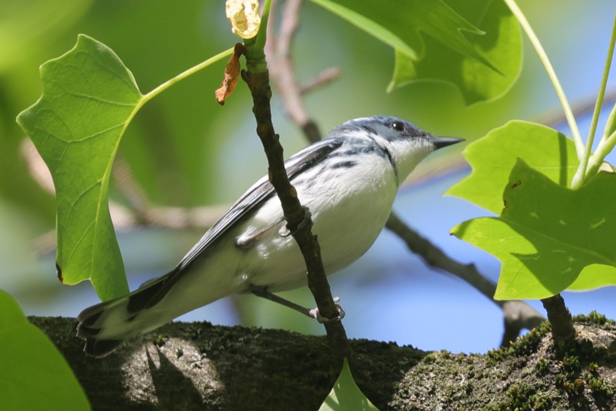 Cerulean Warbler - ML637585992