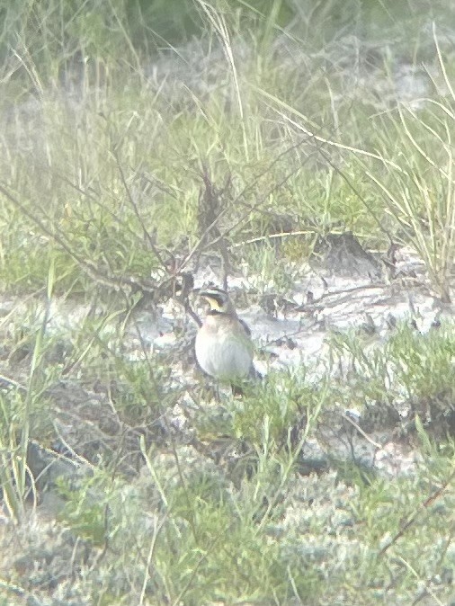 Horned Lark - ML637585994