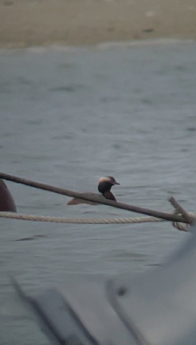 Horned Grebe - ML637586002