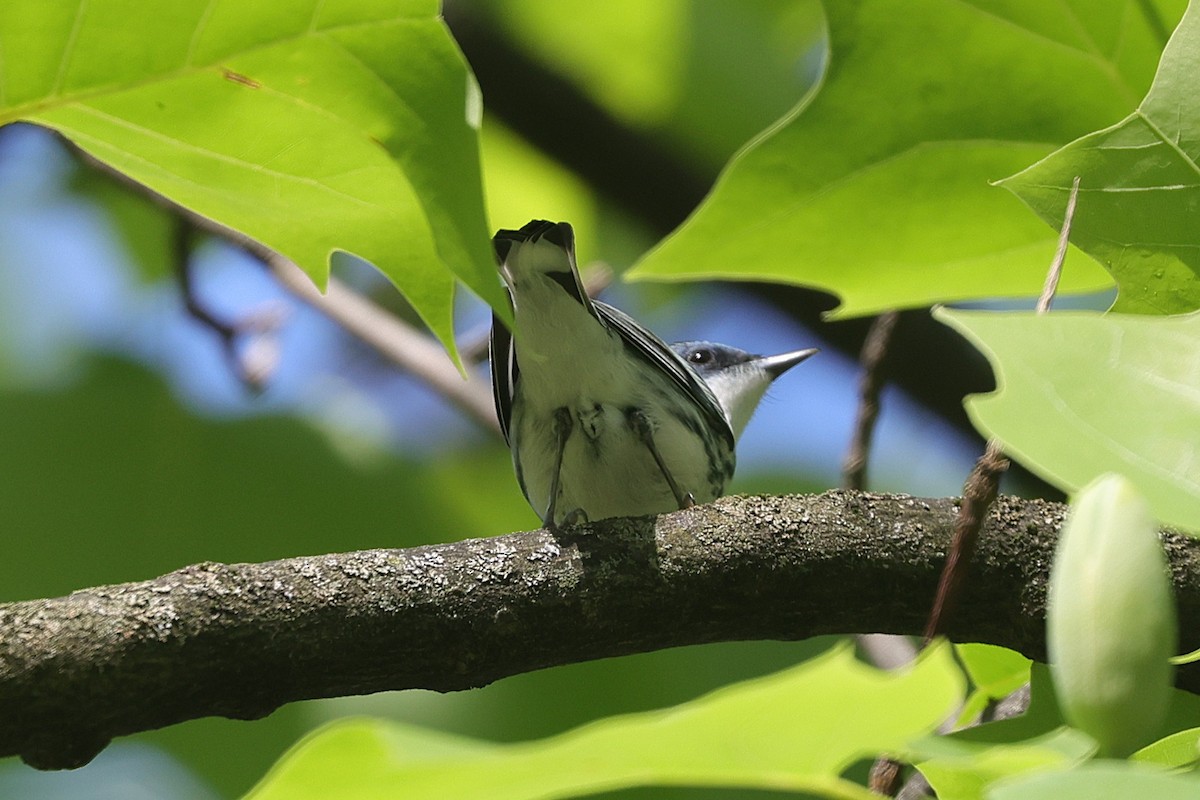 Cerulean Warbler - ML637586011
