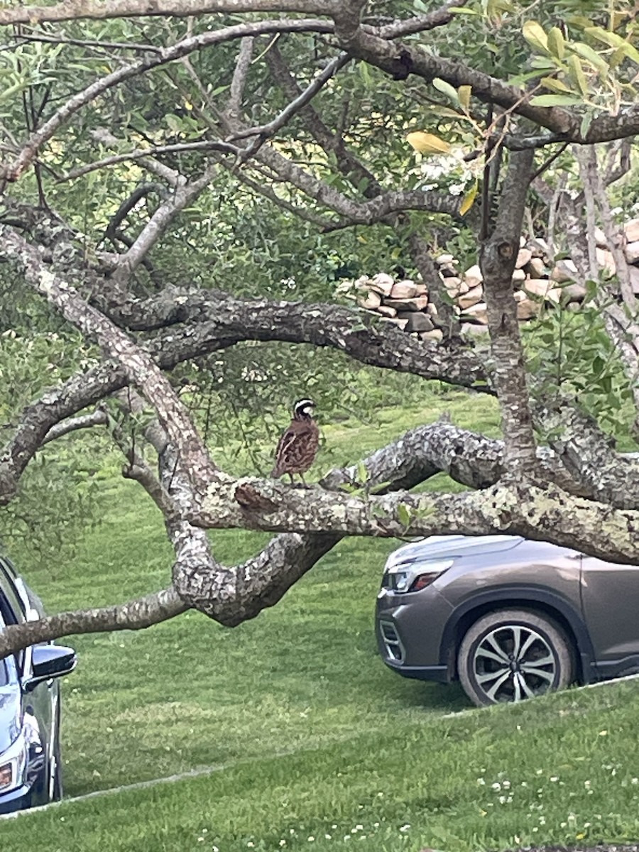 Northern Bobwhite - ML637586019