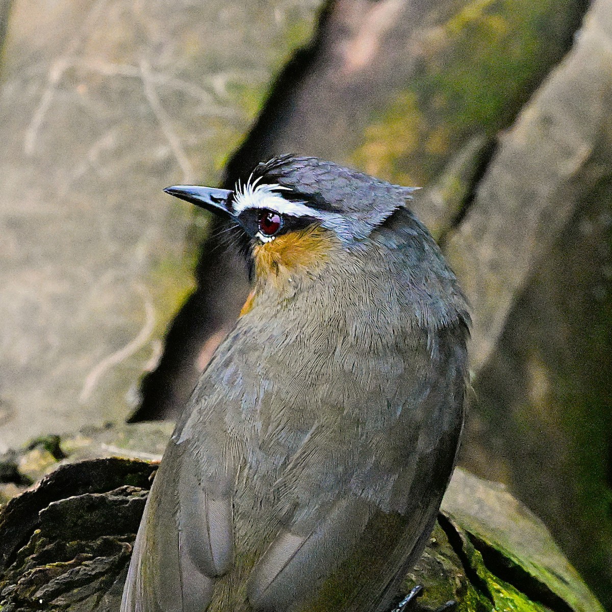 Nilgiri Laughingthrush - ML637586029