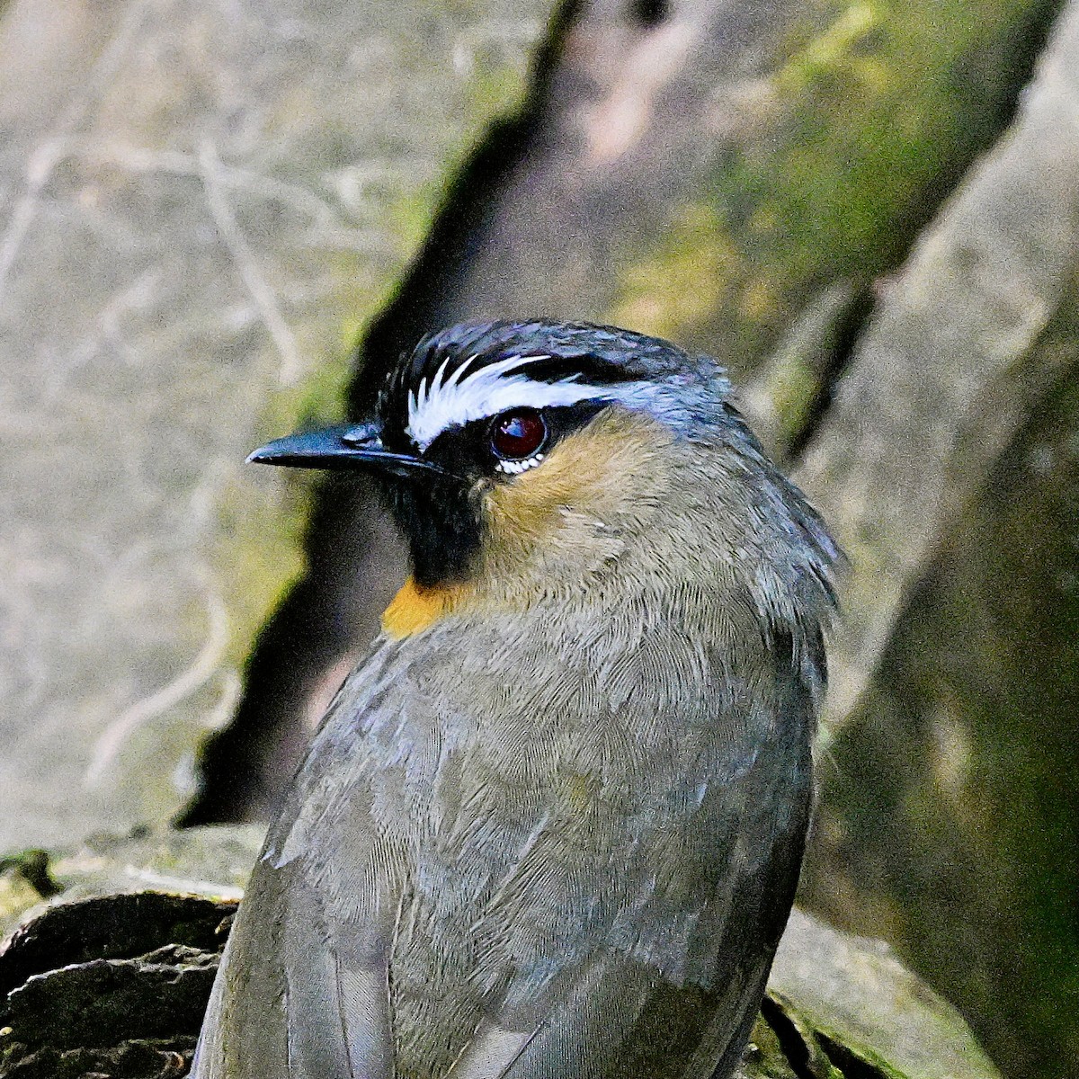 Nilgiri Laughingthrush - ML637586030