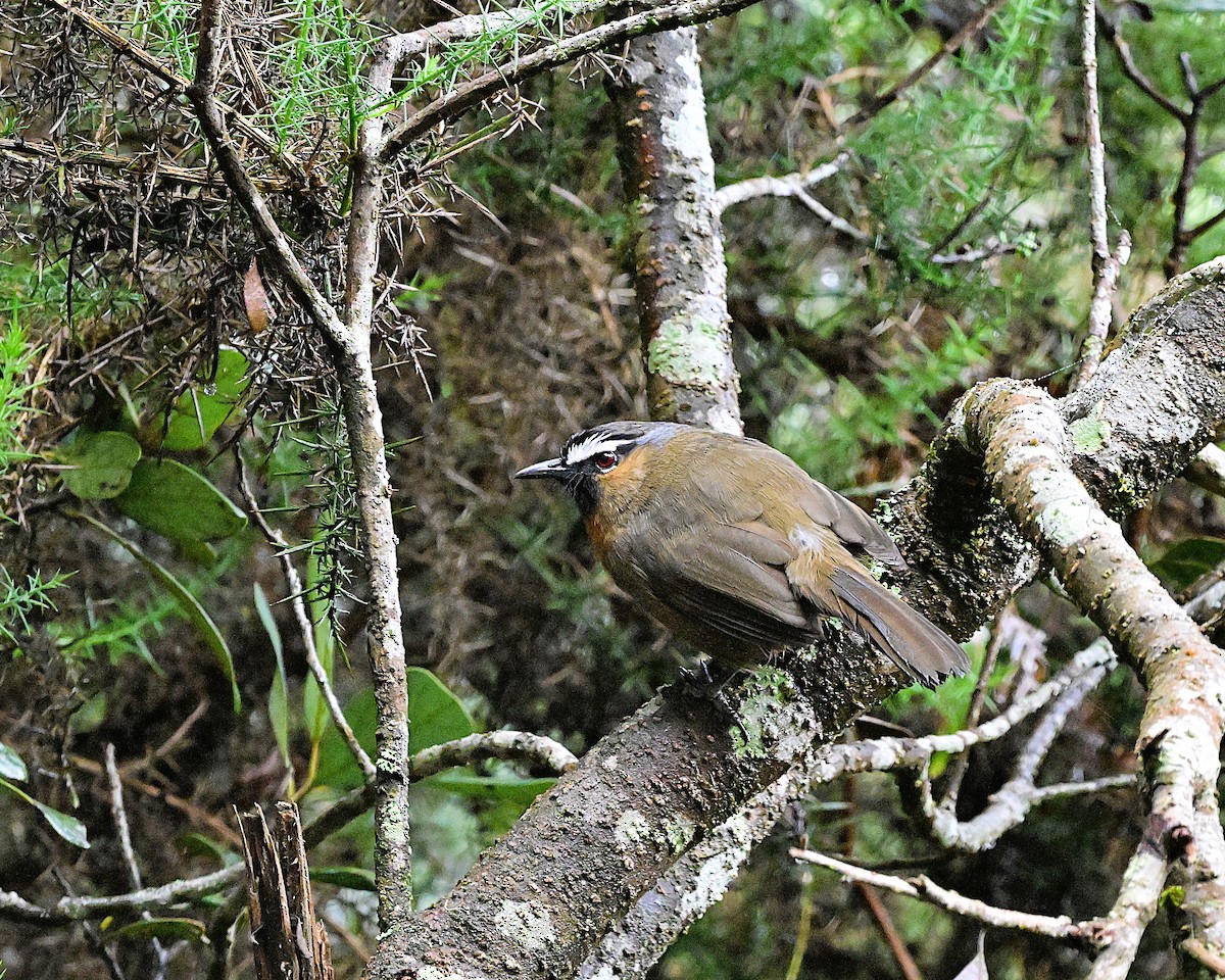 Nilgiri Laughingthrush - ML637586032