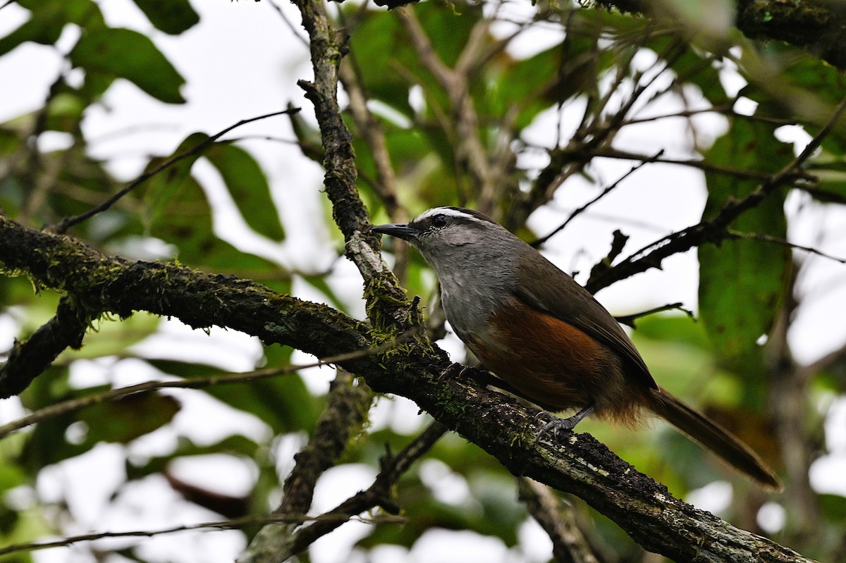 Nilgiri Laughingthrush - ML637586038