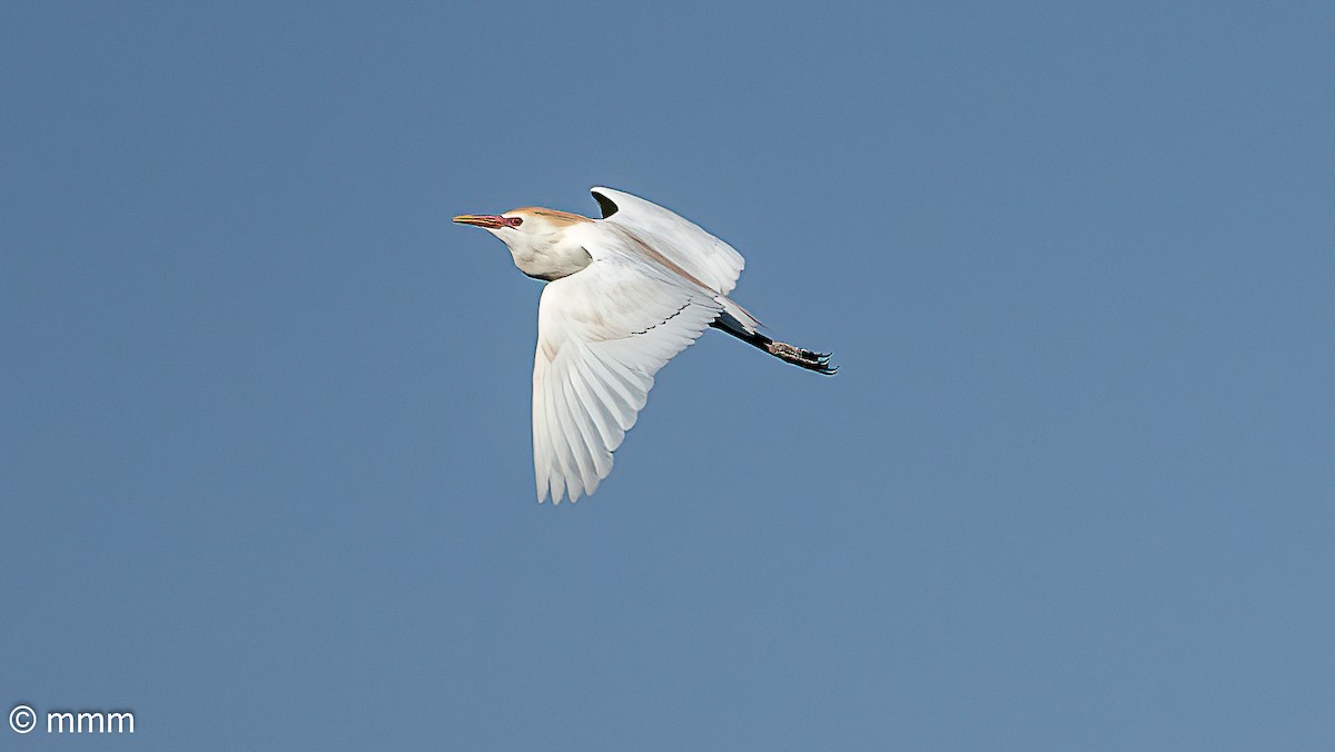 Western Cattle-Egret - ML637586053
