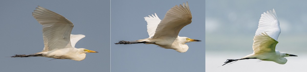 Medium Egret - ML637586098