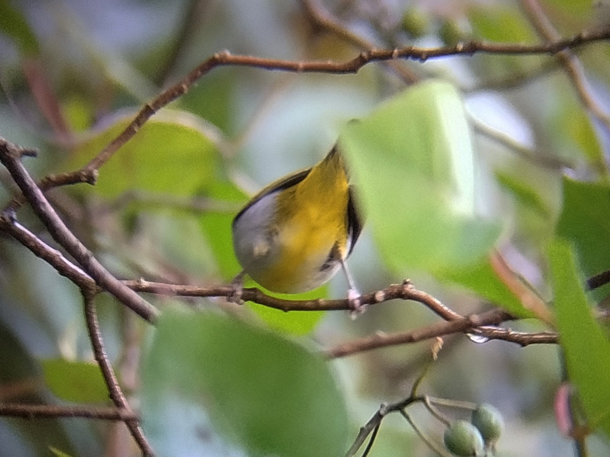 Hume's White-eye - ML637586110