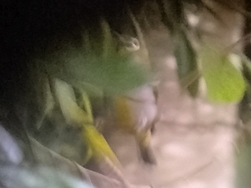 Hume's White-eye - ML637586111