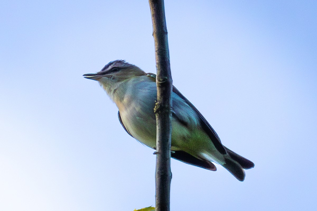 Red-eyed Vireo - ML637586118