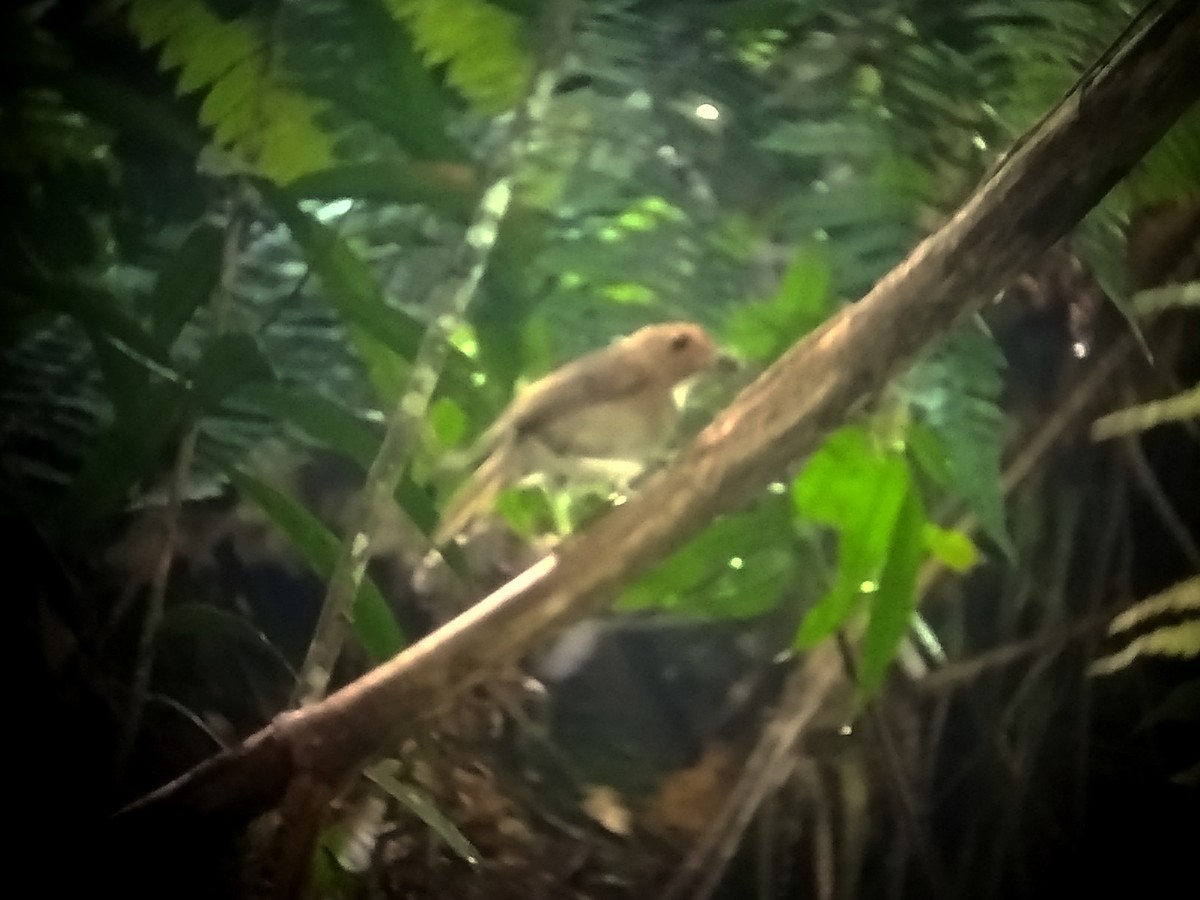 Rufous-browed Flycatcher - ML637586237