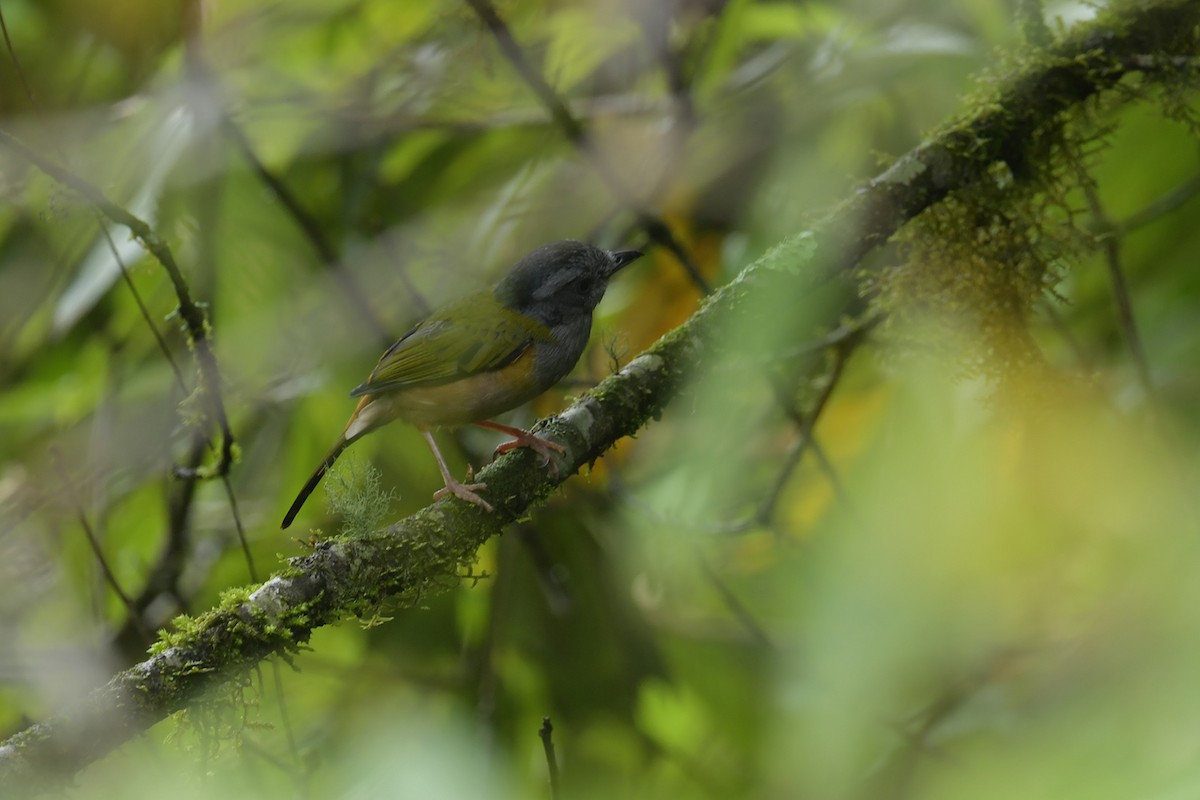 Black-headed Shrike-Babbler - ML637586247