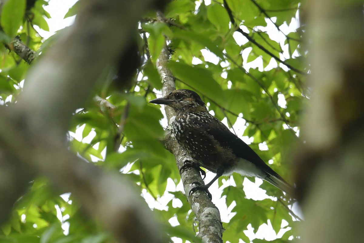 Southern Nutcracker - ML637586257