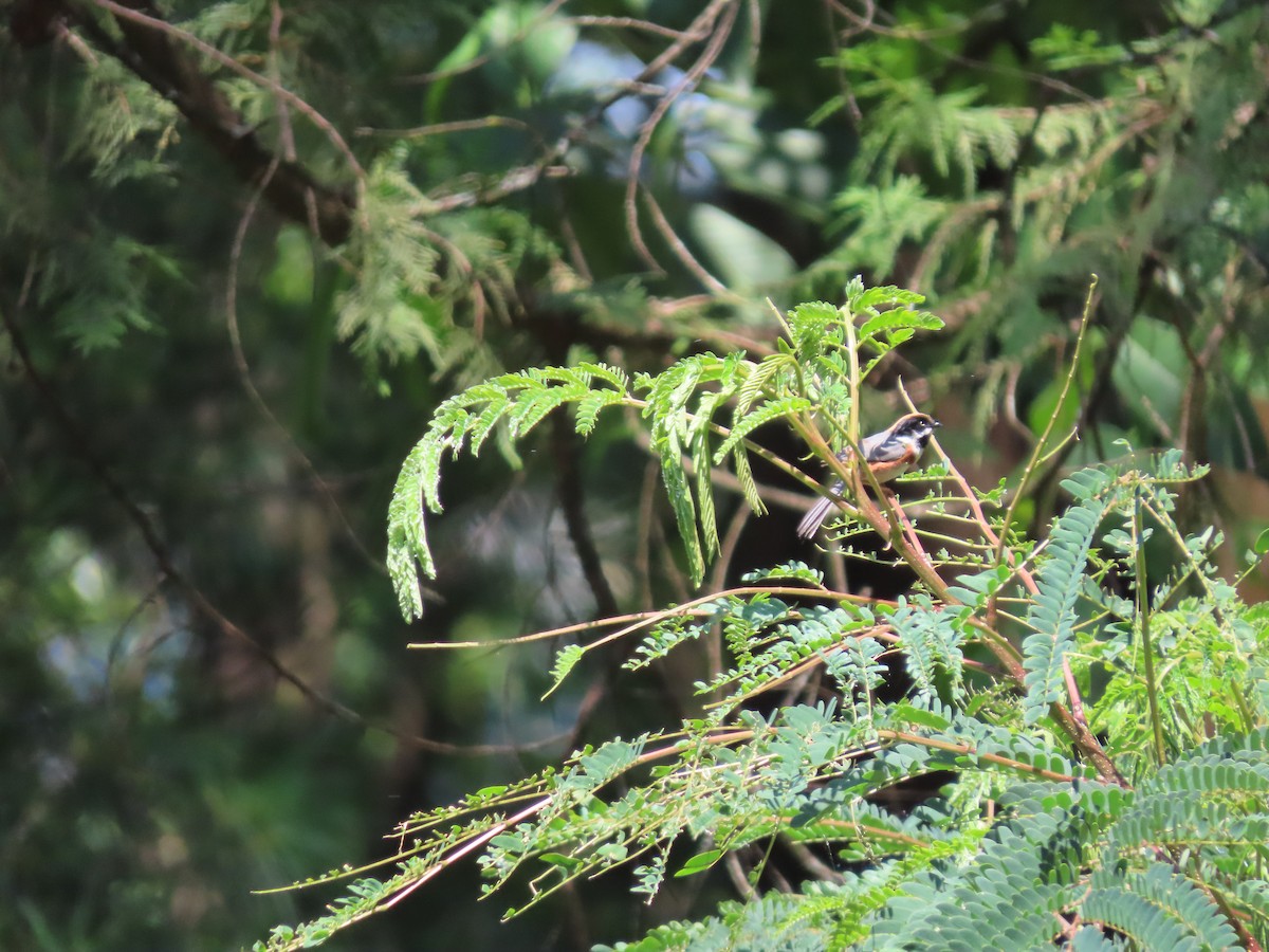 Black-throated Tit - ML637586276