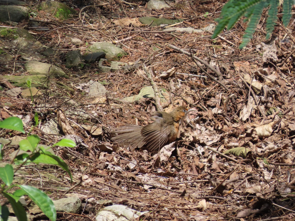 Black-streaked Scimitar-Babbler - ML637586292