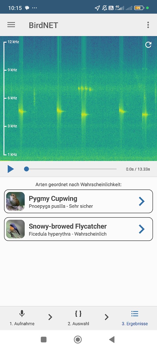 Pygmy Cupwing - ML637586298