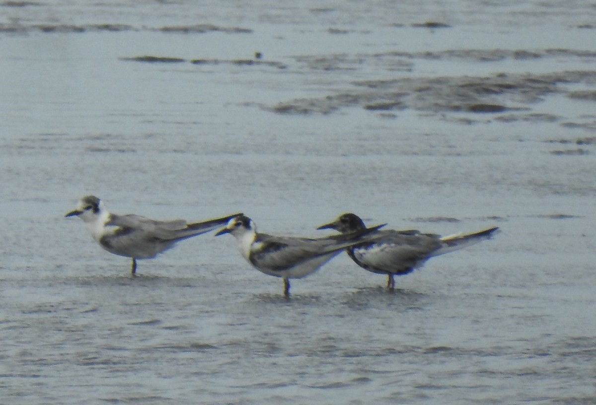 White-winged Tern - ML637586304