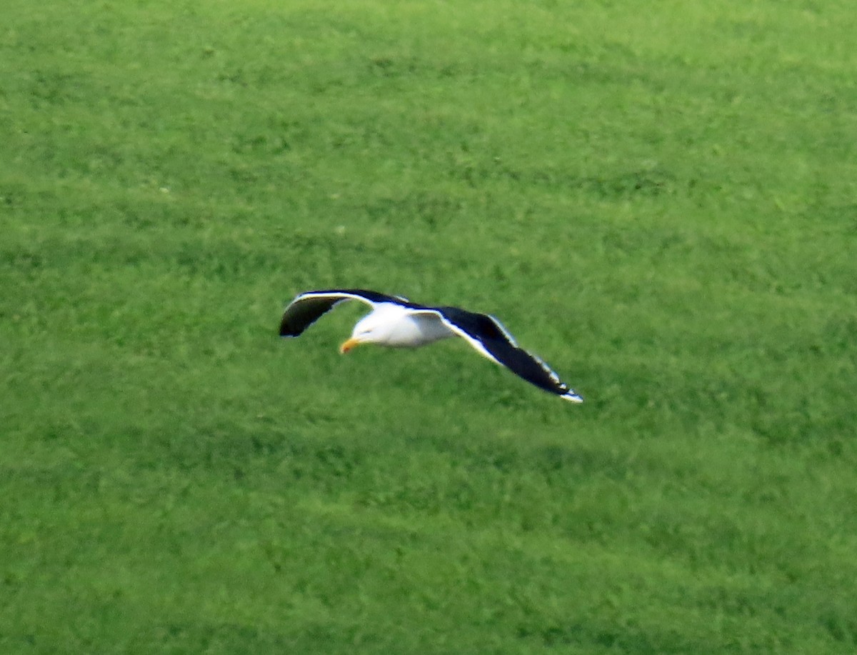 Great Black-backed Gull - ML637586306