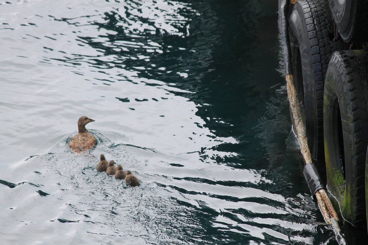 Common Eider - ML637586327