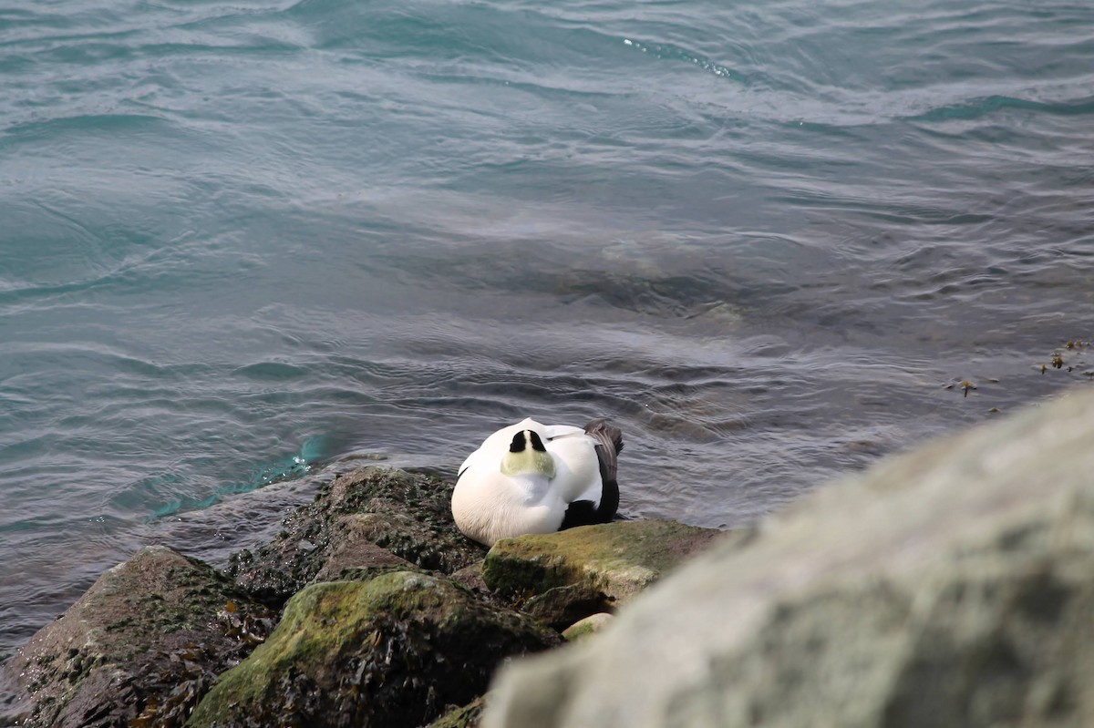 Common Eider - ML637586328