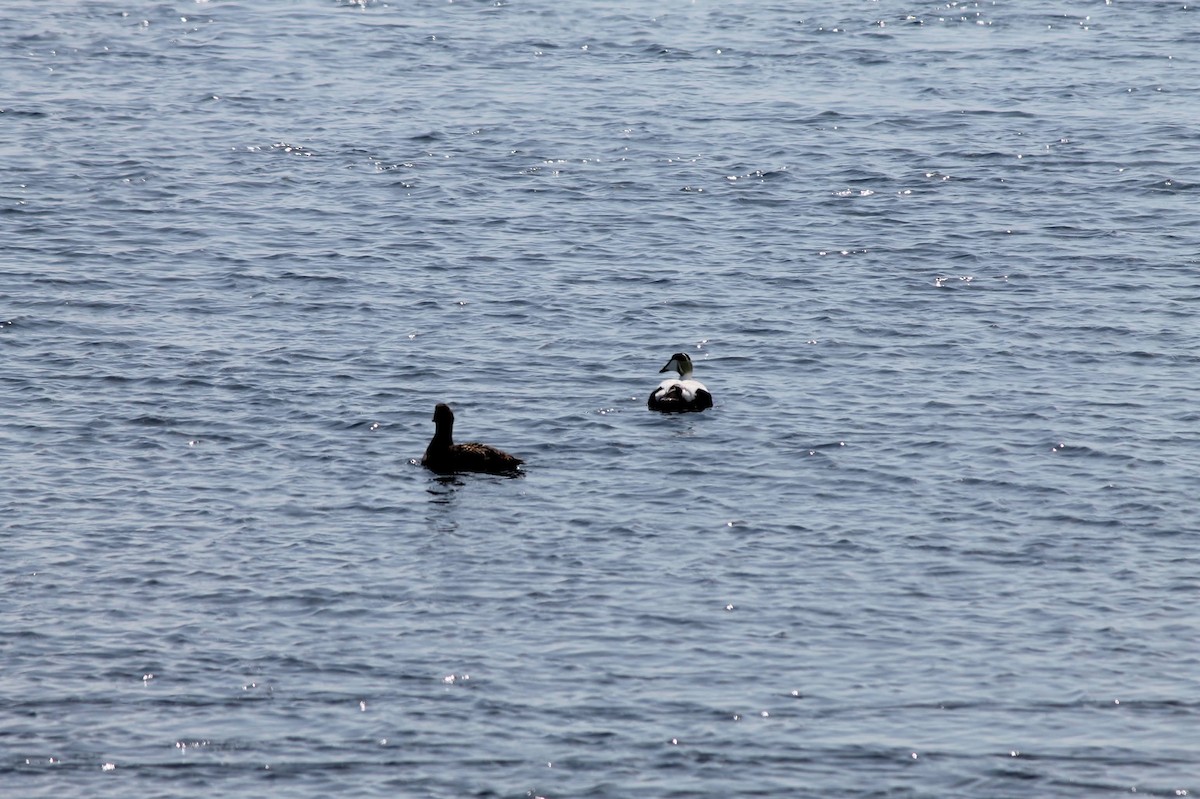 Common Eider - ML637586329