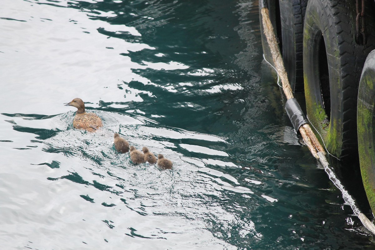 Common Eider - ML637586331