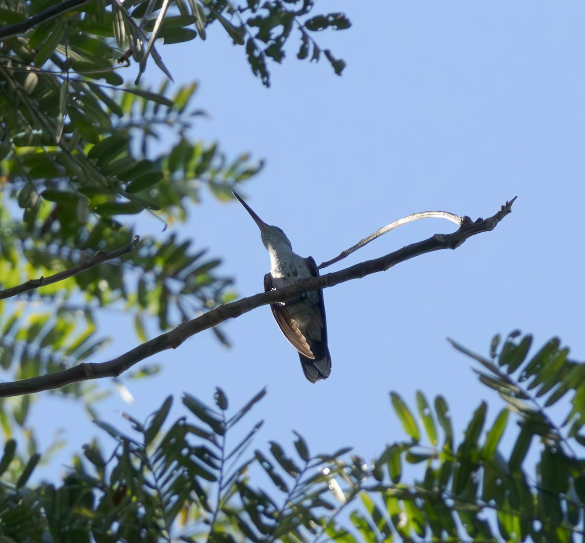 Gray-breasted Sabrewing - ML637586364