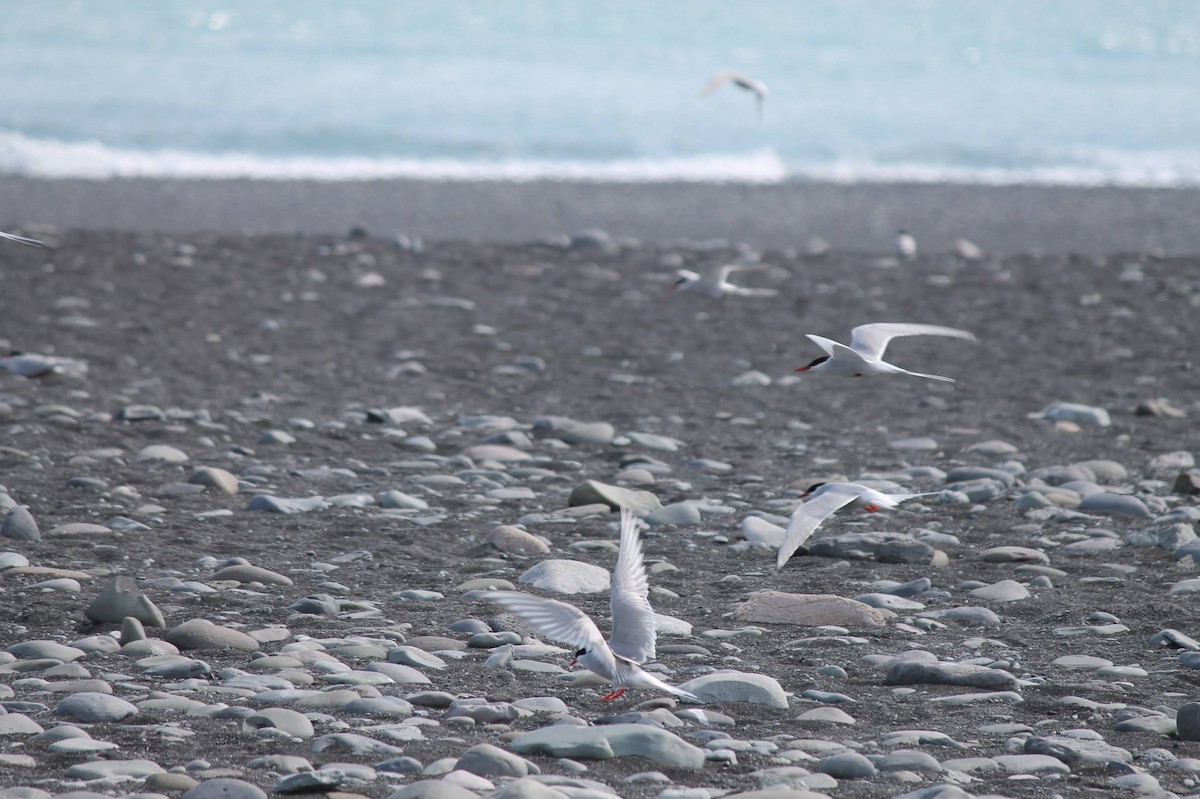 Arctic Tern - ML637586375