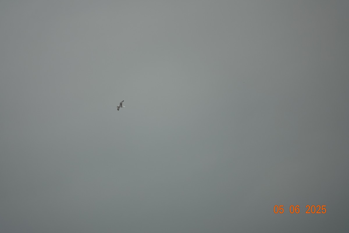 Yellow-legged Gull - ML637586376