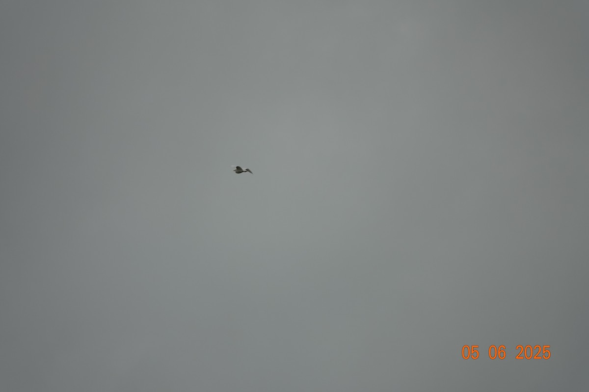 Western Cattle-Egret - ML637586382