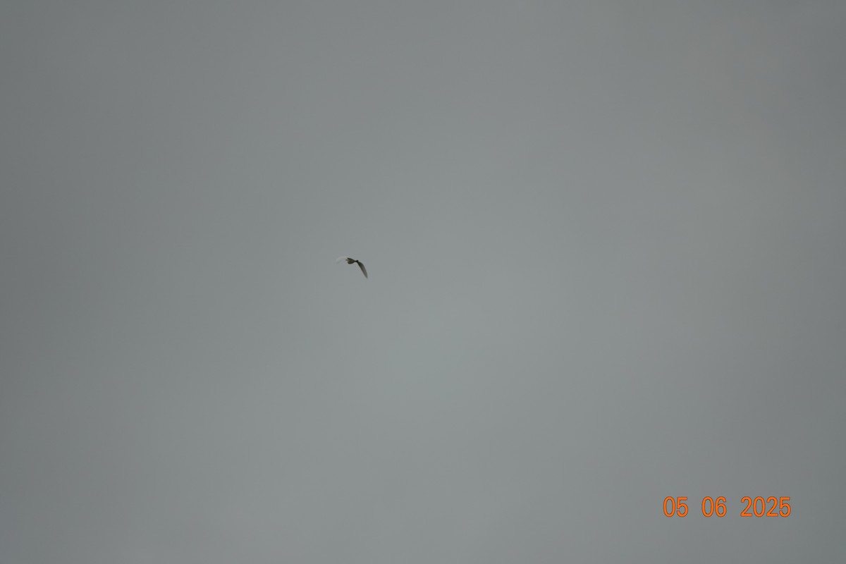 Western Cattle-Egret - ML637586393
