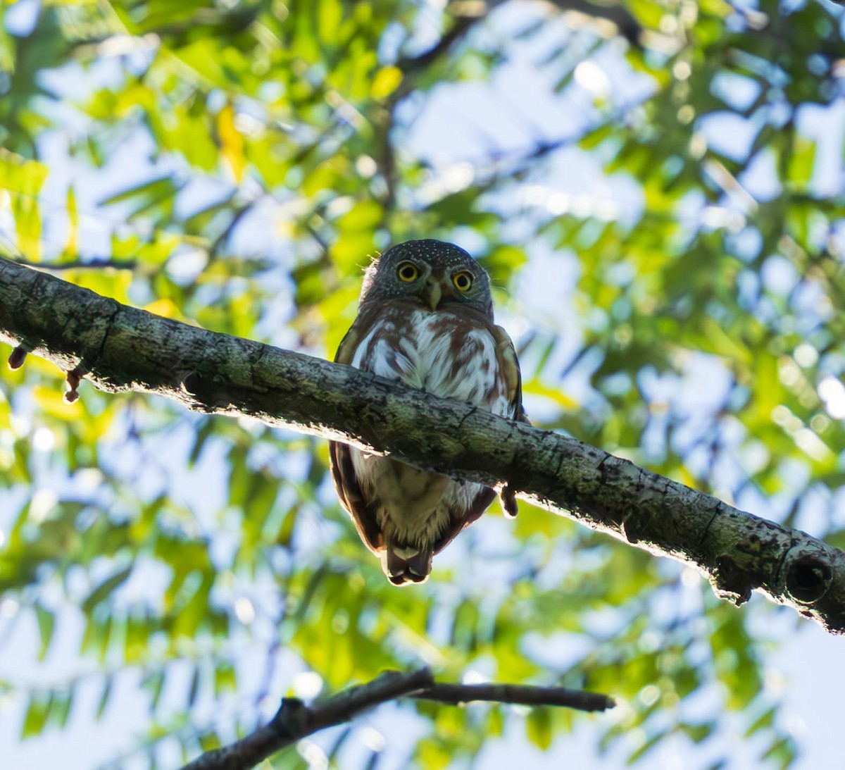 Amazonian Pygmy-Owl - ML637586400