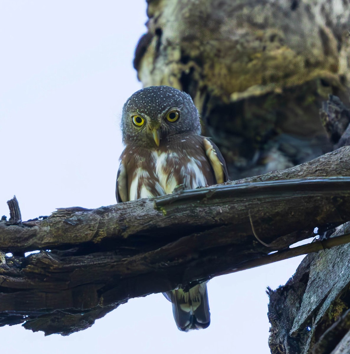 Amazonian Pygmy-Owl - ML637586401