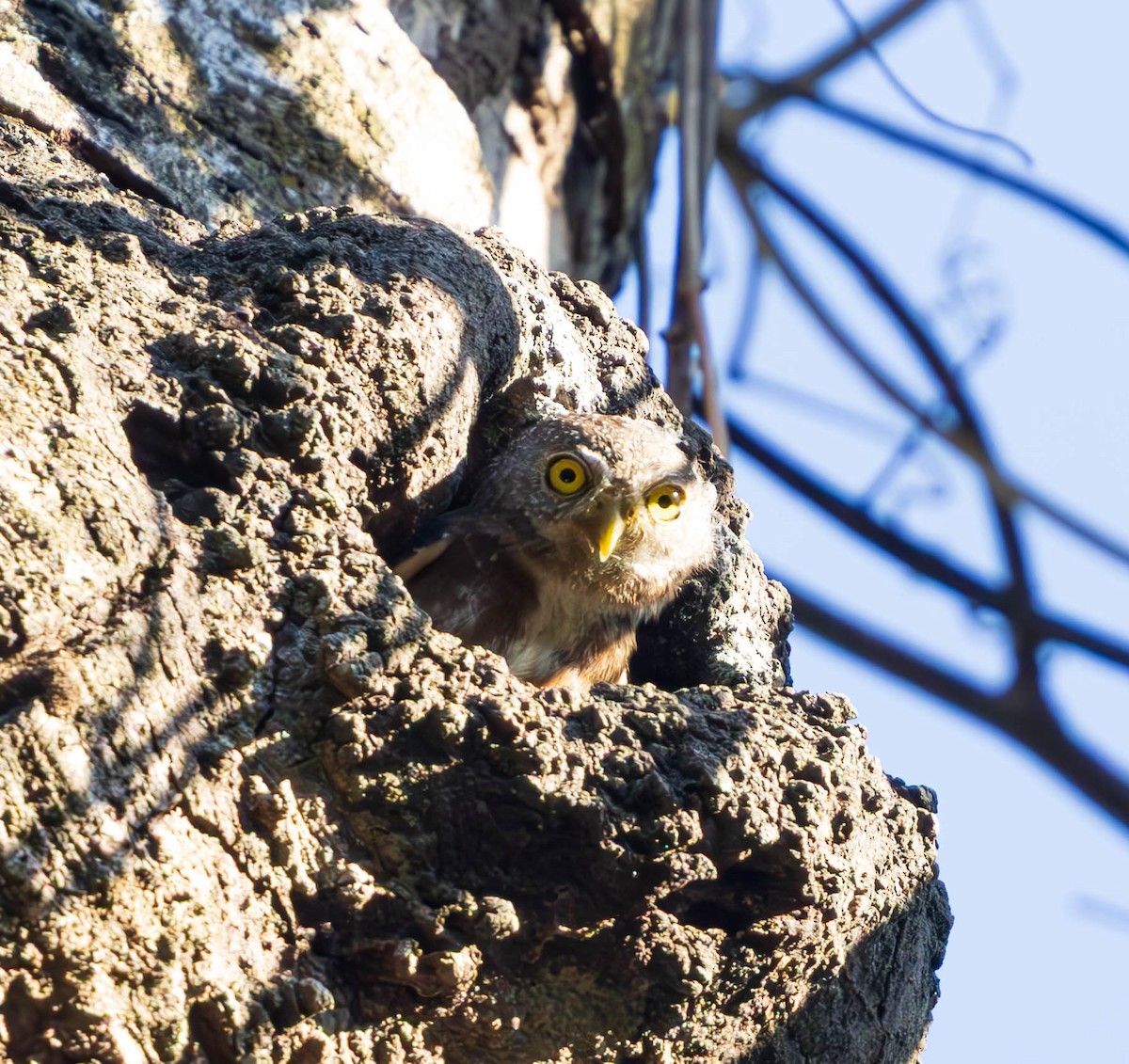 Amazonian Pygmy-Owl - ML637586402