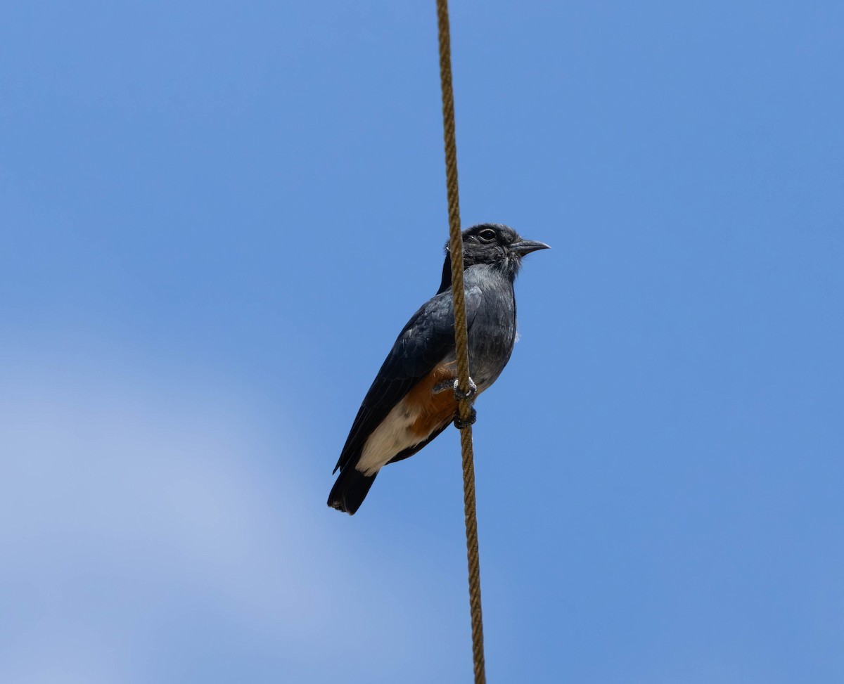 Swallow-winged Puffbird - ML637586411