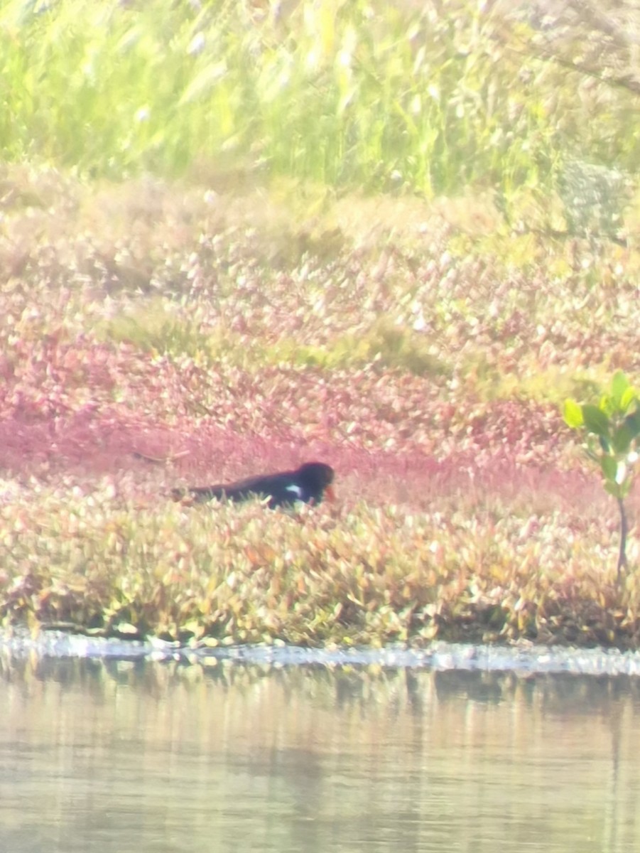 Pied Oystercatcher - ML637586440