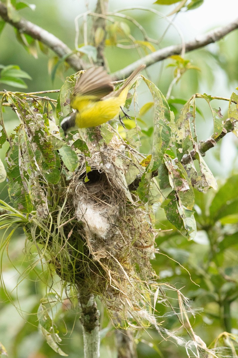 Social Flycatcher - ML637586450