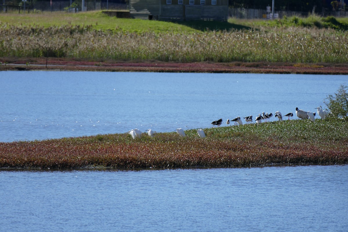Little Egret - ML637586469