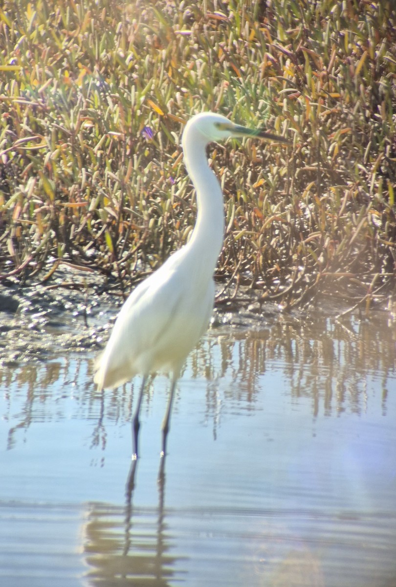 Little Egret - ML637586473
