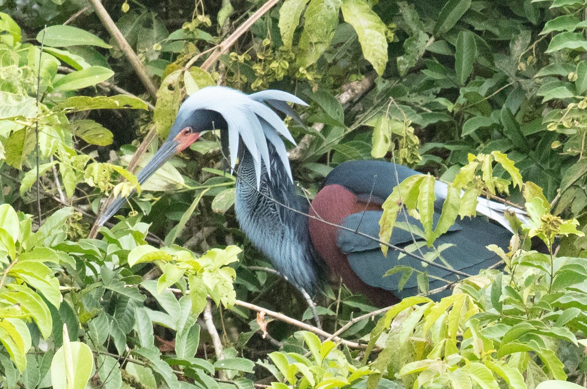 Agami Heron - ML637586481