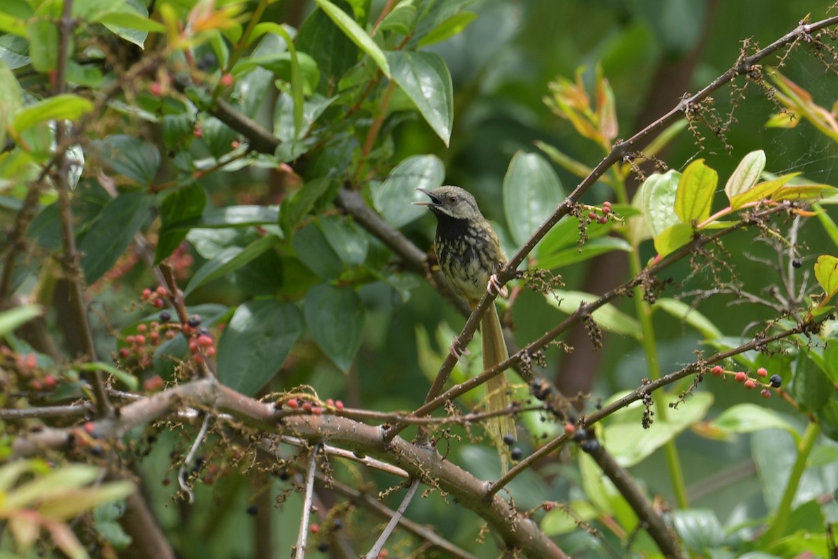 Black-throated Prinia - ML637586498
