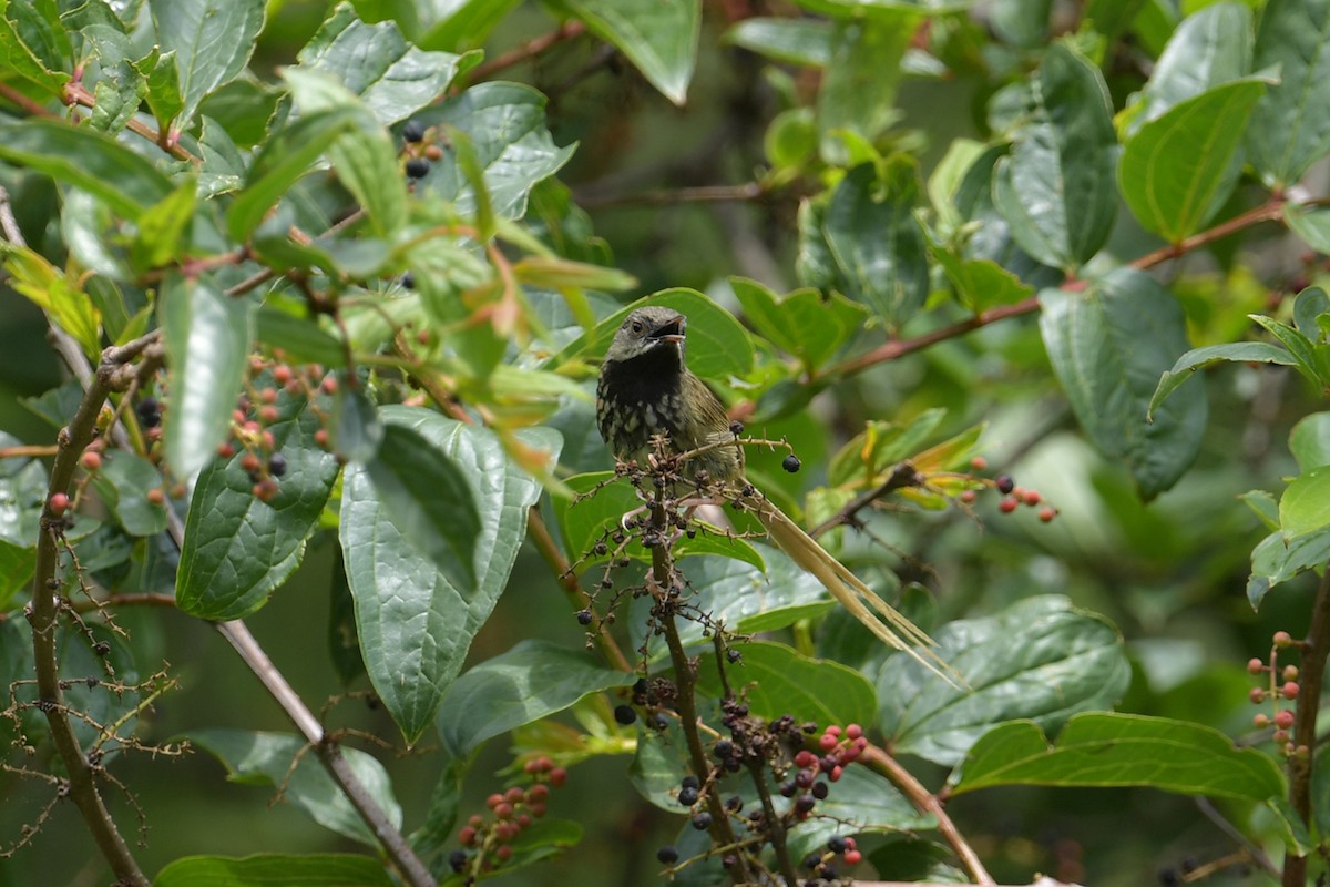 Black-throated Prinia - ML637586499