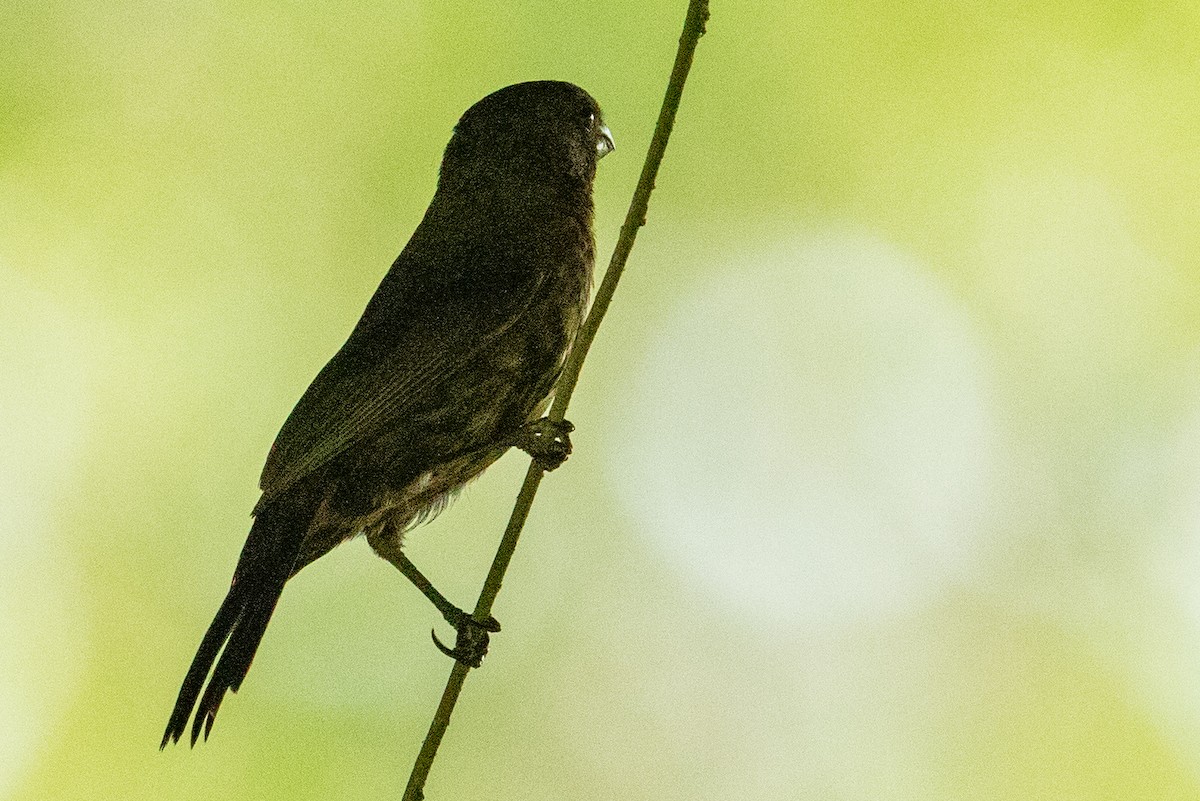 Thick-billed Seed-Finch - ML637586500